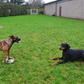 honden foto 