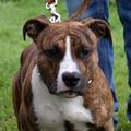 honden foto 