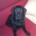 honden foto 