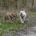 honden foto wiiihoeee