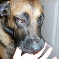 honden foto 