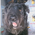 honden foto dit is senna