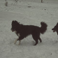 honden foto Chanouk en Raya