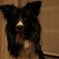 honden foto 
