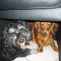 honden foto 