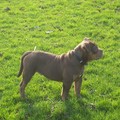 honden foto old englis bulldog reu
hier op de foto is hij 3.5 maanden