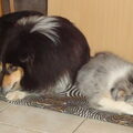honden foto 