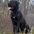 honden foto 