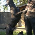 honden foto 