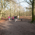 honden foto Wandeling Groenendaal 22-01-2012