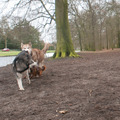 honden foto Ja, kappen nu
