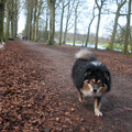 honden foto Ben ik al