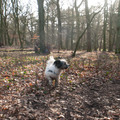 honden foto Heppie de peppie