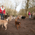 honden foto Geen rolmops, wel roltong