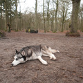 honden foto Saai dat gebep