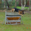 honden foto dit is bart