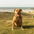 honden foto Mila