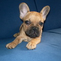 honden foto 