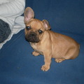 honden foto 