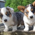 honden foto Cardigan Welsh Corgi pups Blue Merle