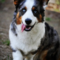 honden foto Cardigan Welsh Corgi Blue Merle