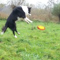 honden foto Frisbeeee