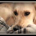 honden foto 