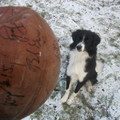 honden foto ooooh een bal