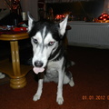 honden foto 