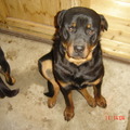 honden foto Dit is onze reu Kenzo. 