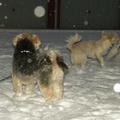 honden foto 