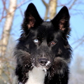 honden foto Blue