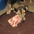 honden foto 