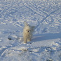 honden foto 04-02-2012

M,n lief in de sneeuw