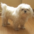 honden foto Vrouwtje gaan we naar buiten de sneeuw in jahhhhhhhhhhhhhhhhhhhh jippieeee