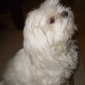 honden foto M,n lieverd