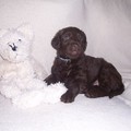 honden foto Kleine Dobby, eigenwijs maar zo'n lieverd