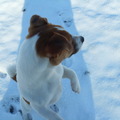 honden foto hier ben ik tjetho