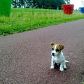honden foto even rust dat was een lange wandeling