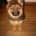 honden foto Onze pup