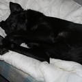 honden foto Jelly geeft aan te willen gaan slapen...trusten meisje.