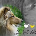 honden foto Een hele mooie bewerkte foto... <3