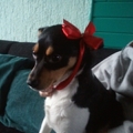 honden foto ik ben sade