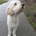 honden foto He! Wat is dat? Oooo en stokje!