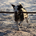 honden foto Mylo