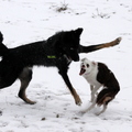 honden foto Blue en Baily