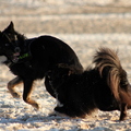 honden foto Blue en Blitz