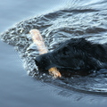 honden foto Haar favoriete bezigheid