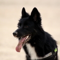 honden foto Blue