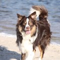 honden foto 